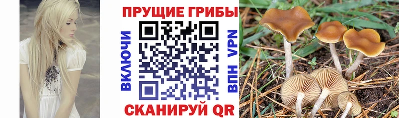 Псилоцибиновые грибы ЛСД  Кукмор 